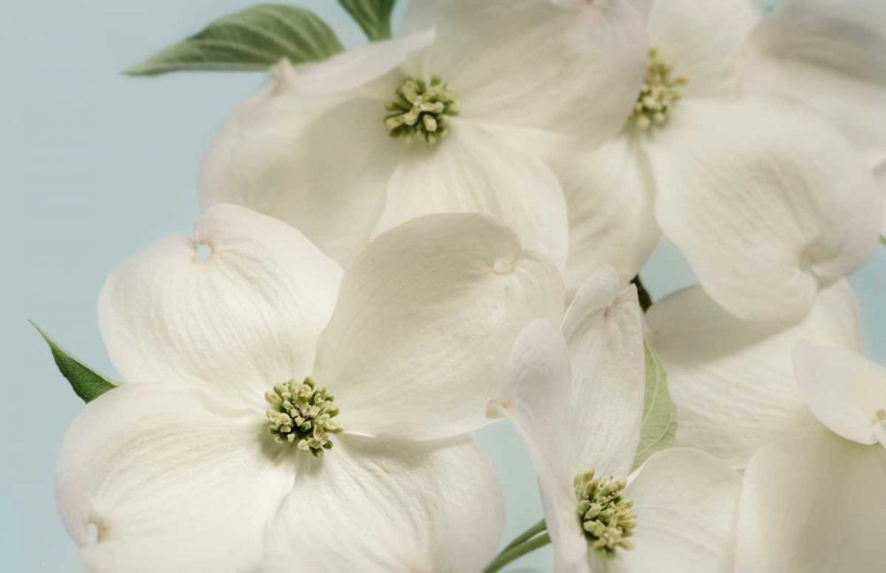 Spring Whites art print by Julie Greenwood for $57.95 CAD