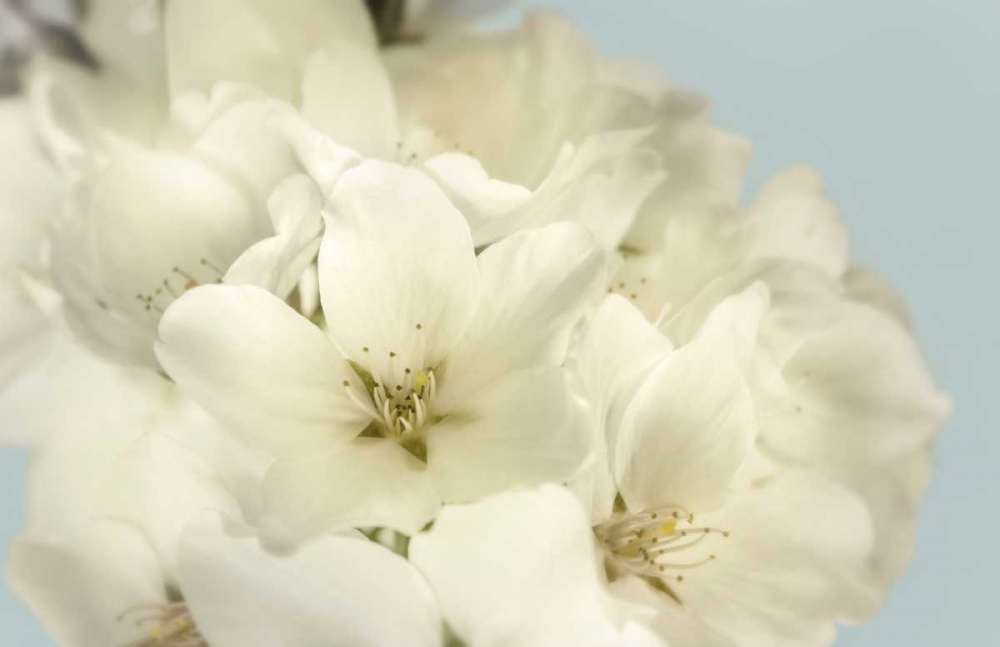 Summer Whites art print by Julie Greenwood for $57.95 CAD