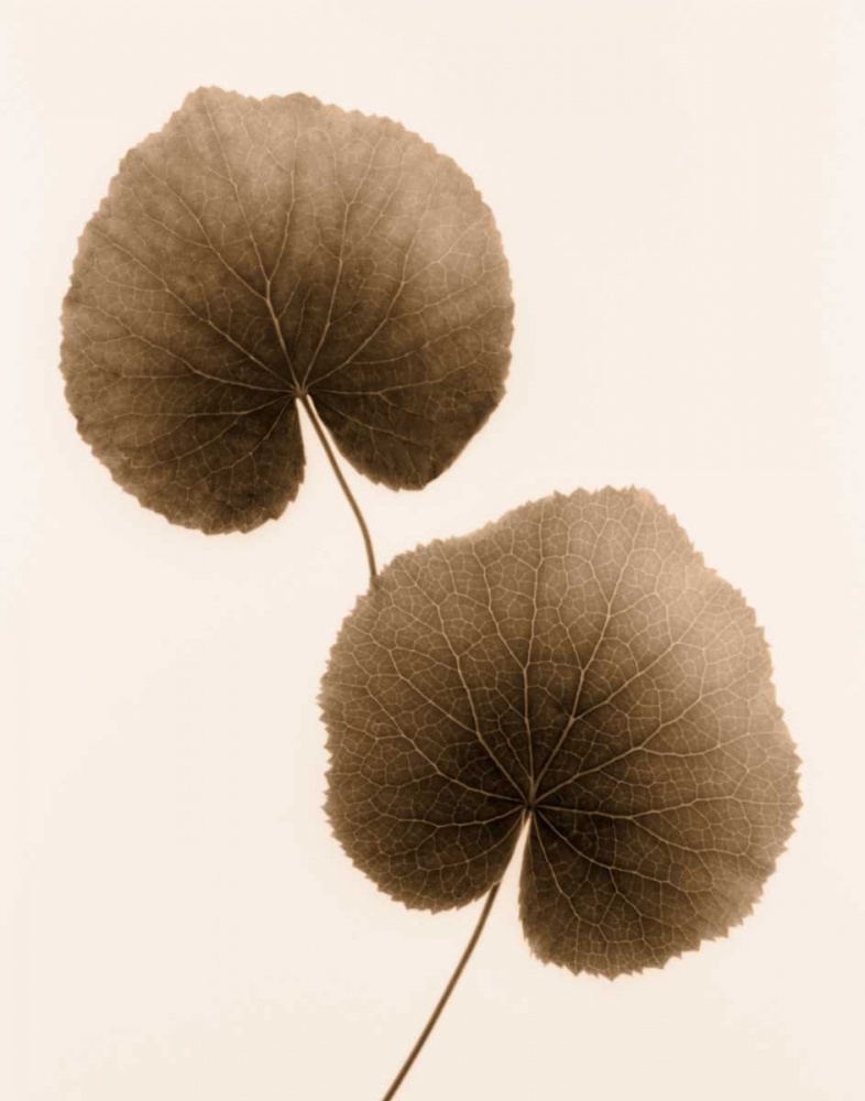 Galax Leaf art print by Julie Greenwood for $57.95 CAD
