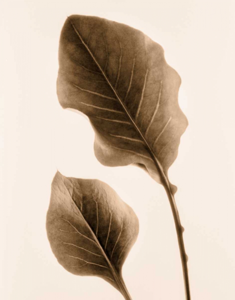 Philodendron Leaf art print by Julie Greenwood for $57.95 CAD
