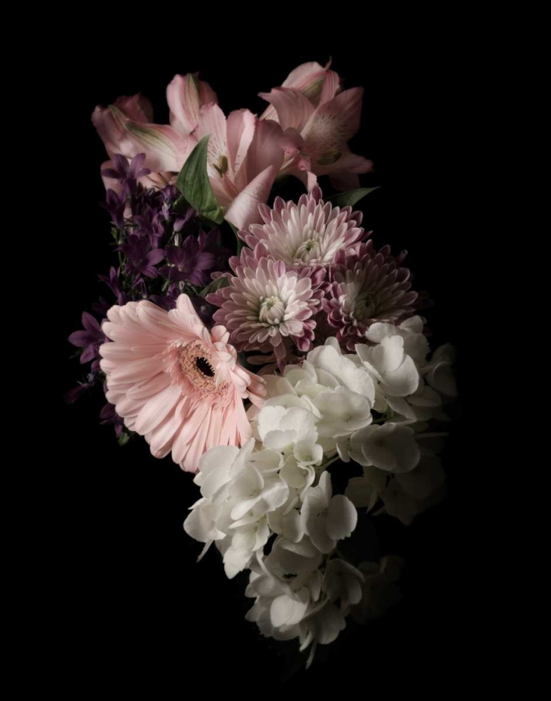 Midnight Gerbera art print by Julie Greenwood for $57.95 CAD