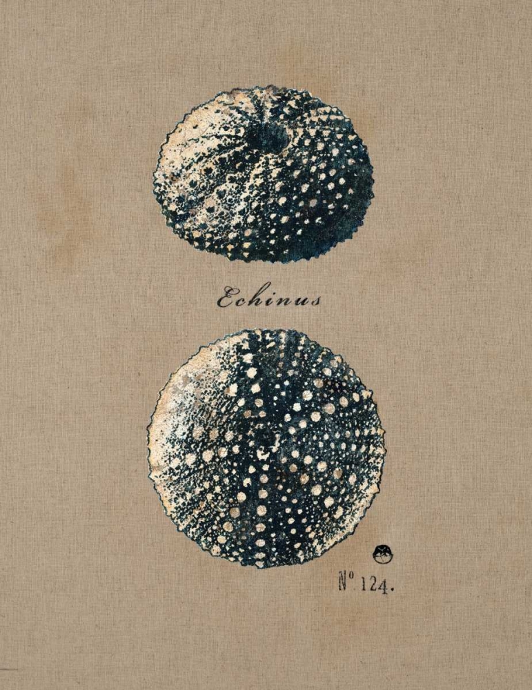 Vintage Linen Sea Urchin art print by Regina Andrew Design for $57.95 CAD