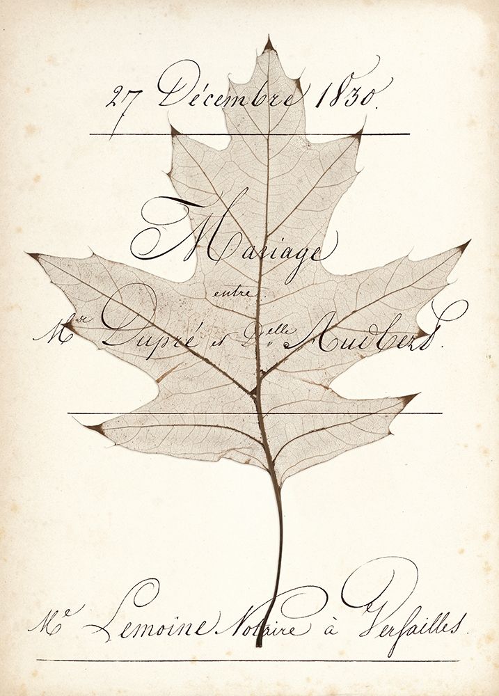 Birch Document art print by Booker Morey for $57.95 CAD