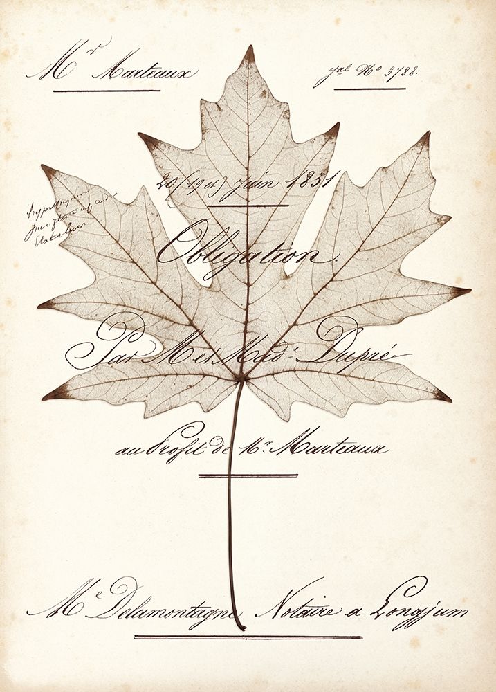 Maple Document art print by Booker Morey for $57.95 CAD