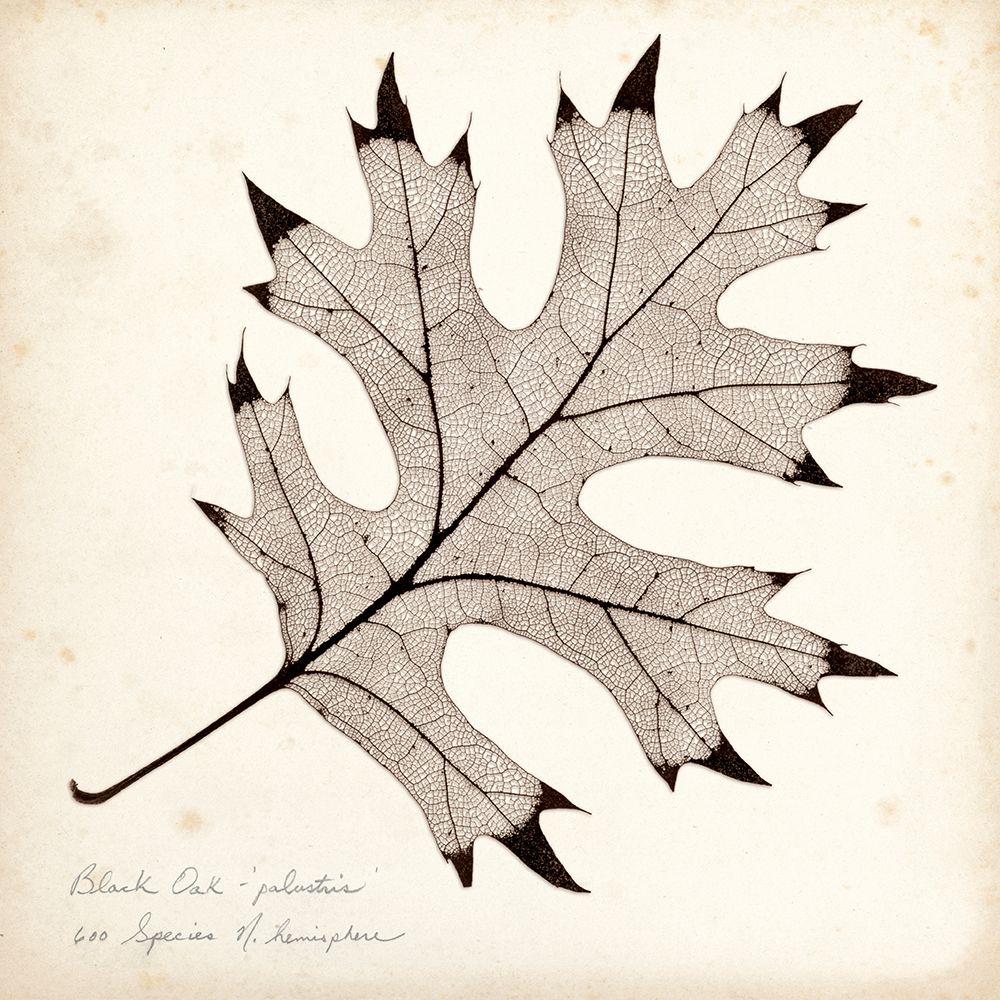 Black Oak Leaf art print by Booker Morey for $57.95 CAD