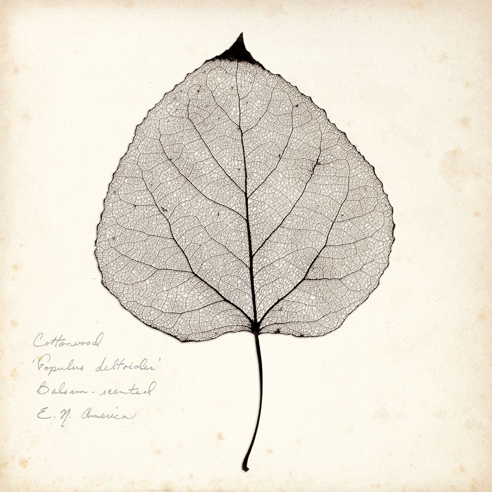 Cottonwood Leaf art print by Booker Morey for $57.95 CAD