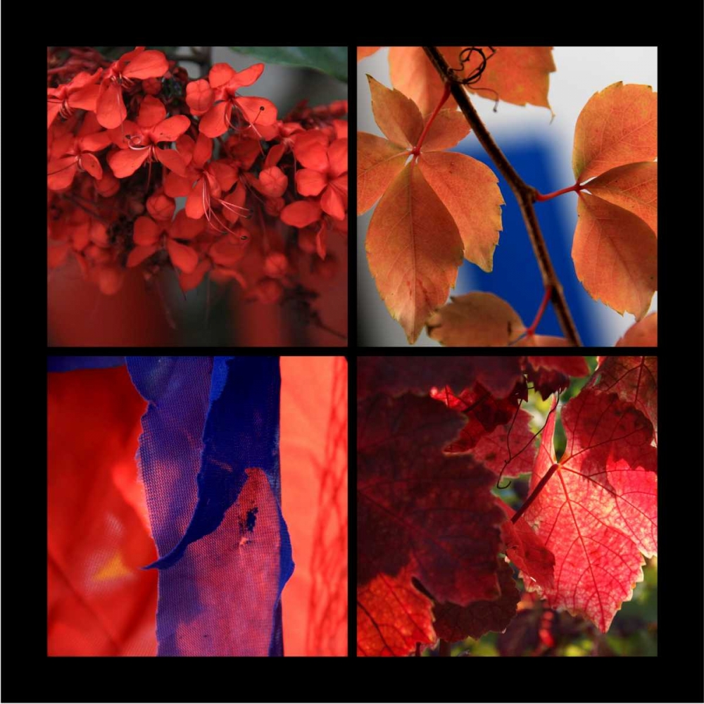Red Autumn art print by Michel Rauscher for $57.95 CAD