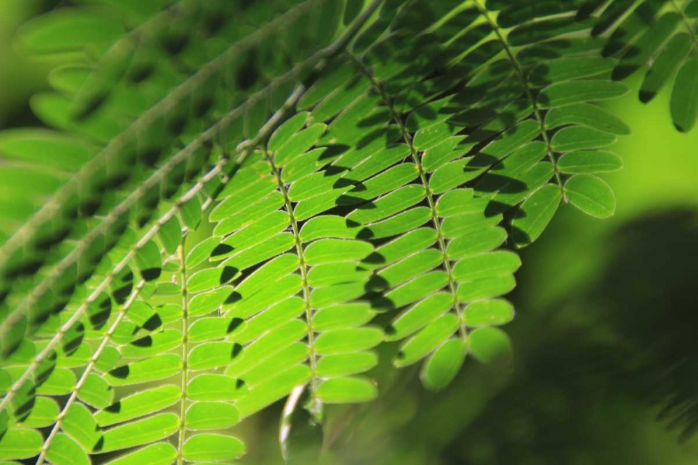 Fresh Green 1 art print by Michel Rauscher for $57.95 CAD