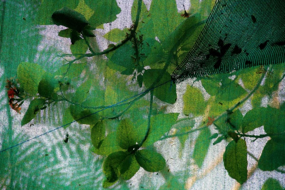 Fresh Green 2 art print by Michel Rauscher for $57.95 CAD