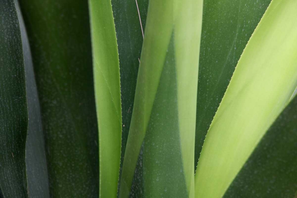 Fresh Green 4 art print by Michel Rauscher for $57.95 CAD