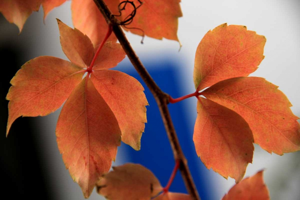 Red Autumn 2 art print by Michel Rauscher for $57.95 CAD