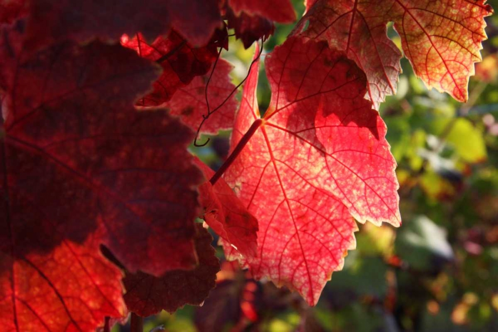 Red Autumn 4 art print by Michel Rauscher for $57.95 CAD