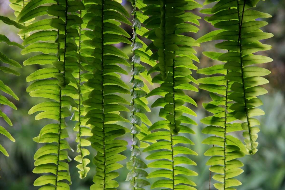 Nature Shapes 3 art print by Michel Rauscher for $57.95 CAD