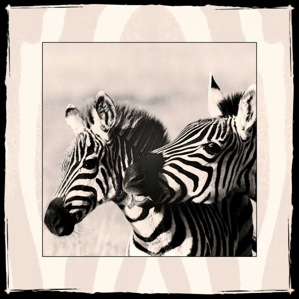 Zebra Enchantment 2 art print by Frank and Susann Parker Nature Photography for $57.95 CAD
