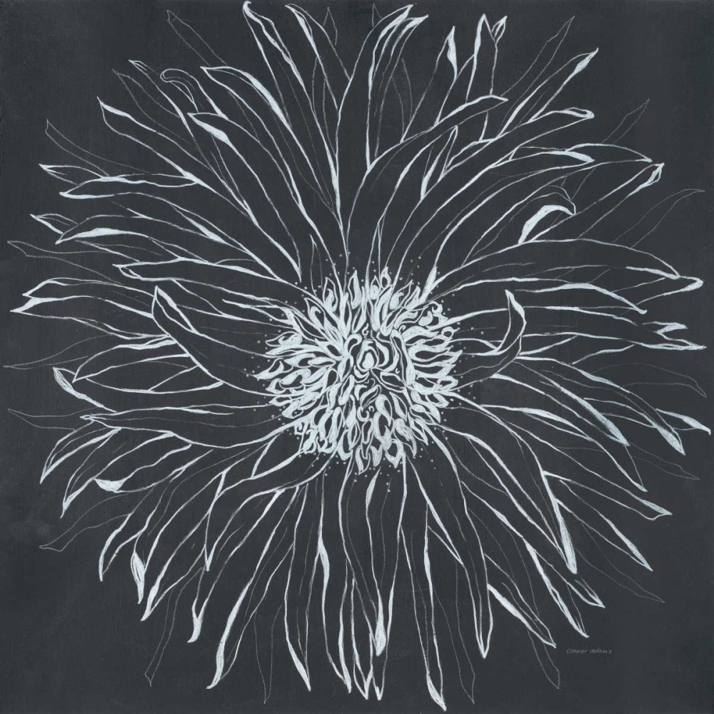 Chalk Bloom 1 art print by Connor Adams for $57.95 CAD