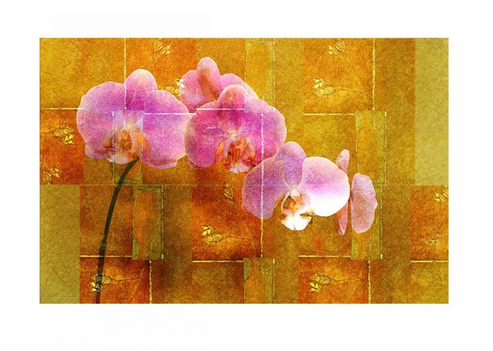 Sheer Pink Orhcid art print by Walter Robertson for $57.95 CAD