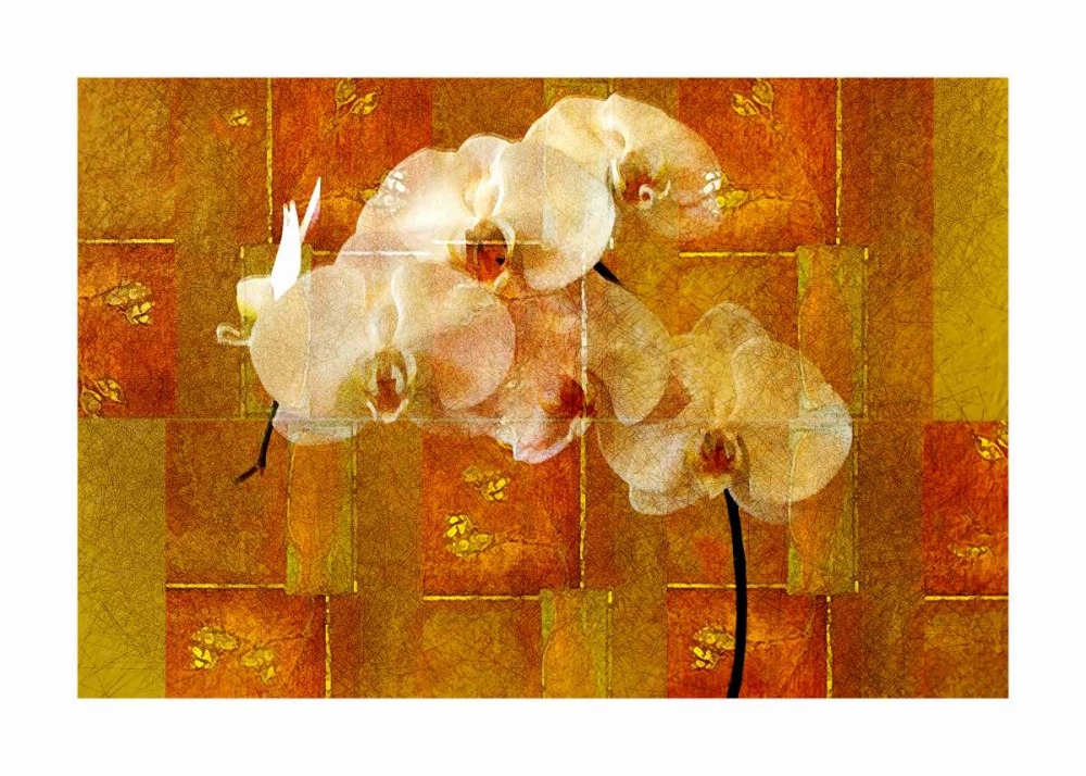 Sheer White Orchid art print by Walter Robertson for $57.95 CAD