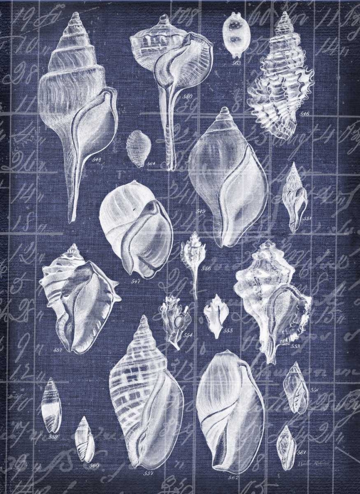Shell Life 2 art print by Walter Robertson for $57.95 CAD