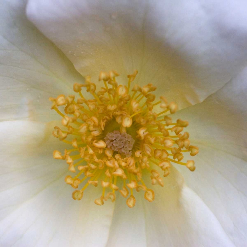 Cosmos Center art print by Amber Light Gallery for $57.95 CAD
