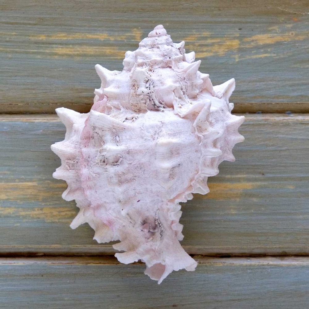 White Conch art print by Amber Light Gallery for $57.95 CAD