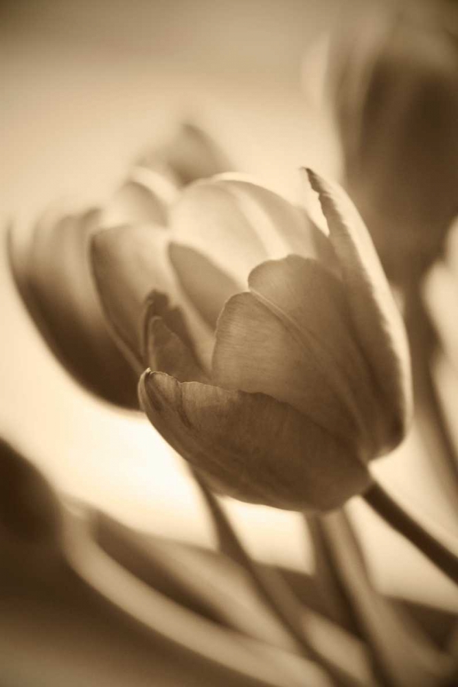 Illuminated Tulips 2 art print by Amber Light Gallery for $57.95 CAD