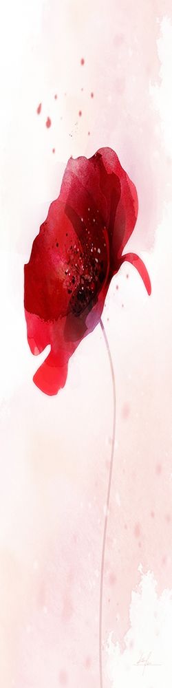 Rain Shower Poppy 3 art print by Ken Roko for $57.95 CAD