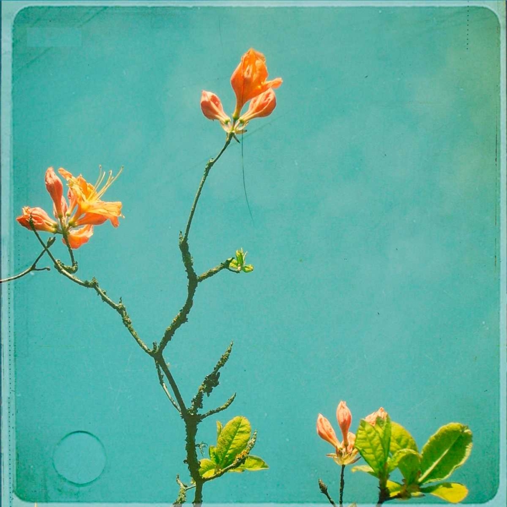 Orange Flowers art print by Vicki Dvorak for $57.95 CAD