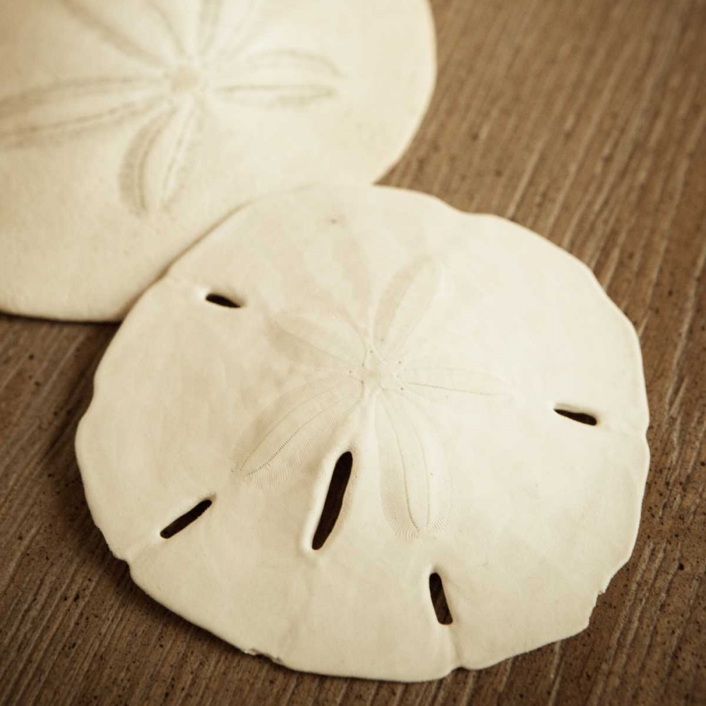 Natural Sand Dollars art print by Marlana Semenza for $57.95 CAD