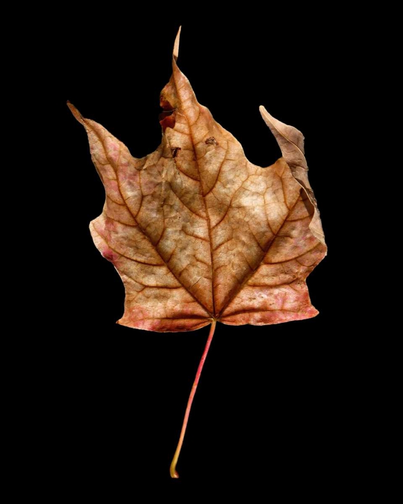 Rustic Leaf 3 art print by David Bookbinder for $57.95 CAD