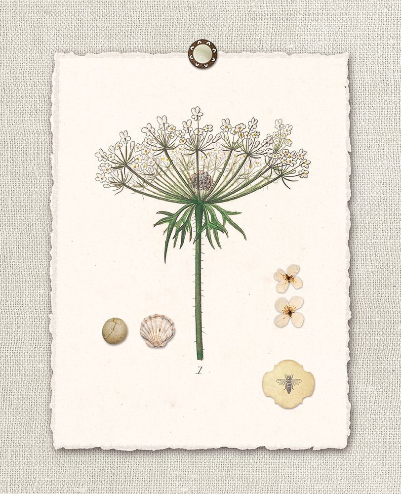 Paris FL Mrkt Queen Annes Lace art print by Devon Ross for $57.95 CAD