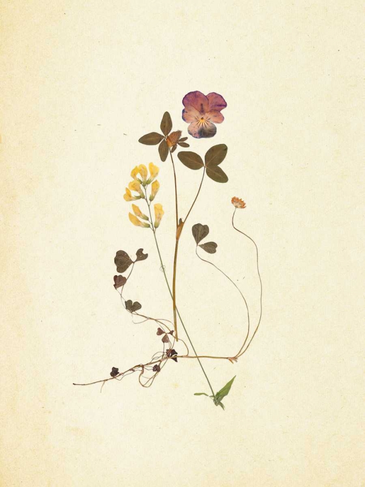 French Herbarium 1 art print by Devon Ross for $57.95 CAD