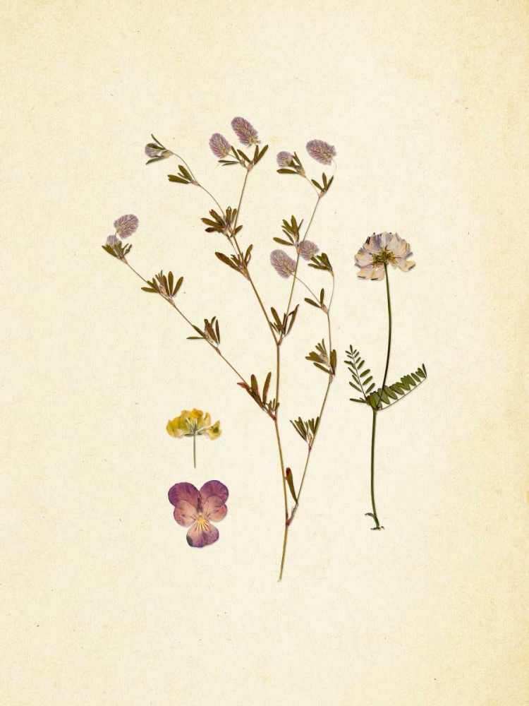 French Herbarium 2 art print by Devon Ross for $57.95 CAD