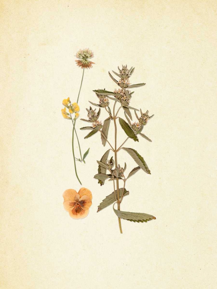 French Herbarium 3 art print by Devon Ross for $57.95 CAD