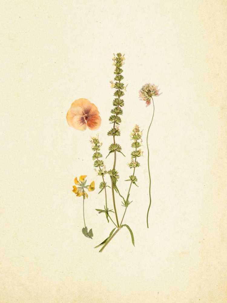 French Herbarium 4 art print by Devon Ross for $57.95 CAD