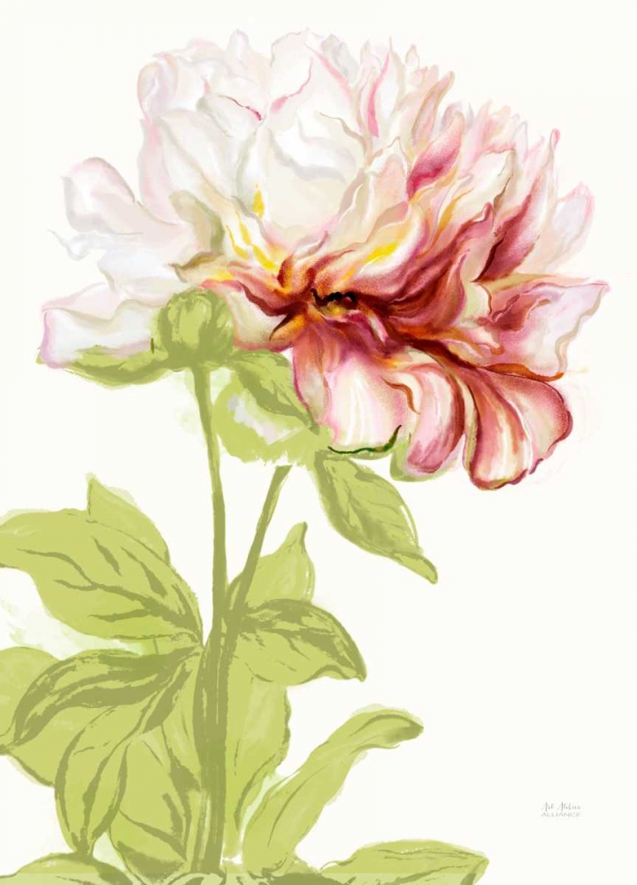 Blushing Peony 1 art print by Art Atelier Alliance for $57.95 CAD