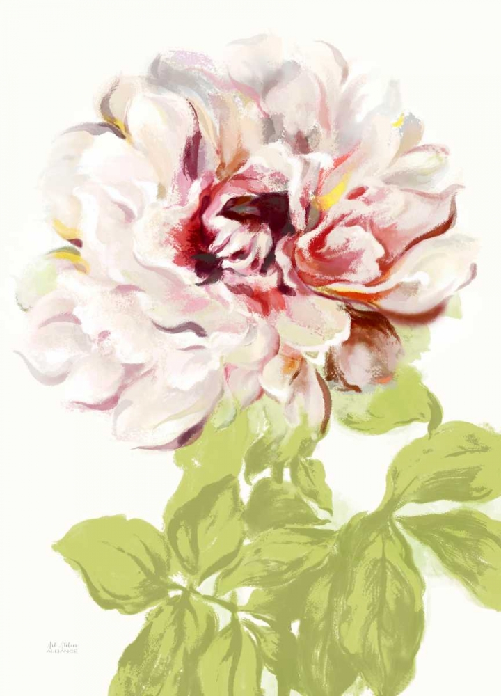 Blushing Peony 2 art print by Art Atelier Alliance for $57.95 CAD