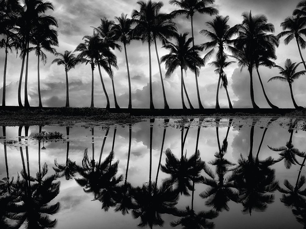Palm Reflection art print by Dennis Frates for $57.95 CAD