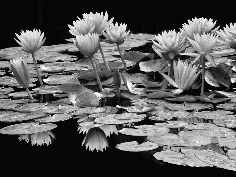 Pond Abundance art print by Dennis Frates for $57.95 CAD
