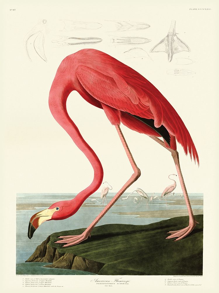 American Flamingo art print by John James Audubon for $57.95 CAD