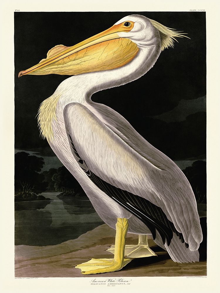 American White Pelican art print by John James Audubon for $57.95 CAD