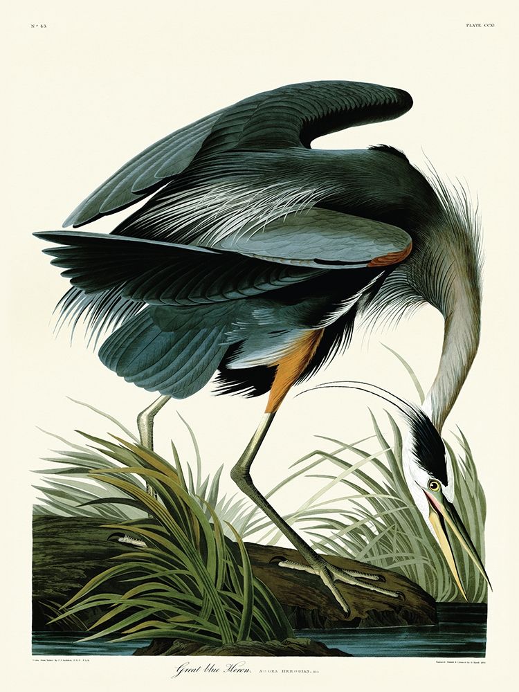 Great Blue Heron art print by John James Audubon for $57.95 CAD