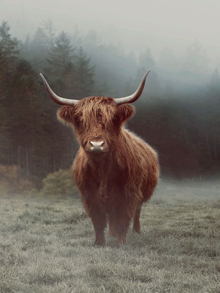Hamish art print by Ian Winstanley for $57.95 CAD
