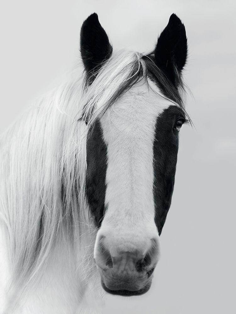 Nordic Horse I art print by Ian Winstanley for $57.95 CAD