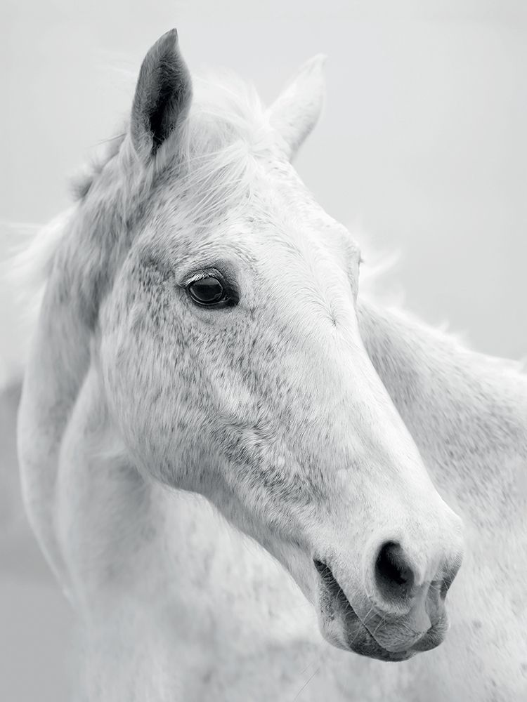 Nordic Horse II art print by Ian Winstanley for $57.95 CAD