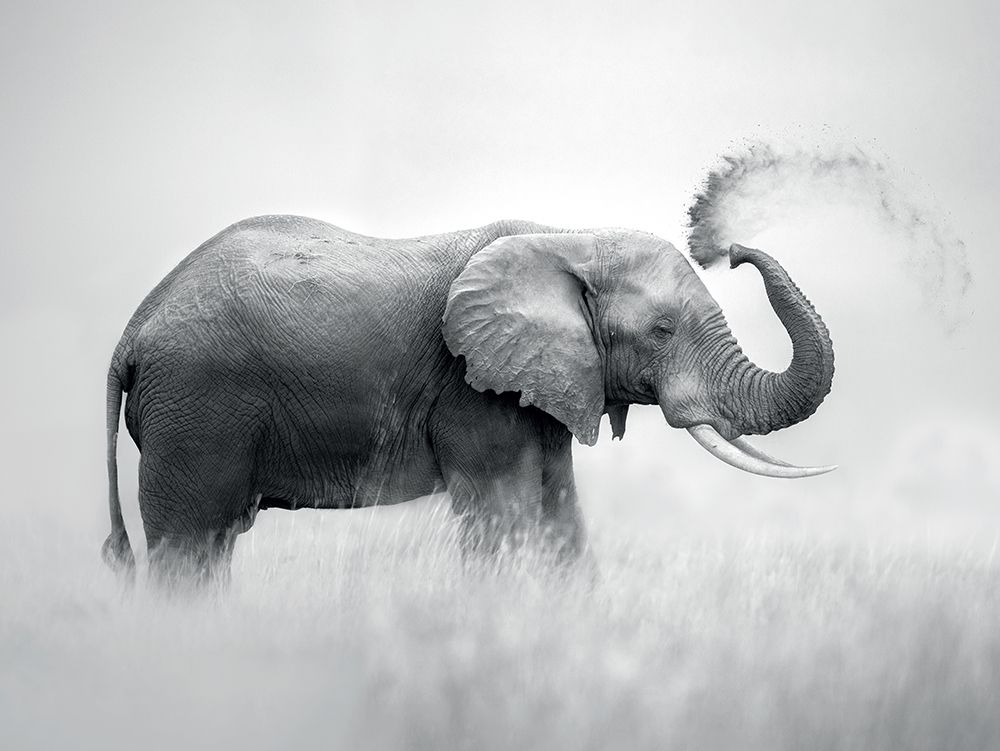 Dust Bath art print by Marina Cano for $57.95 CAD