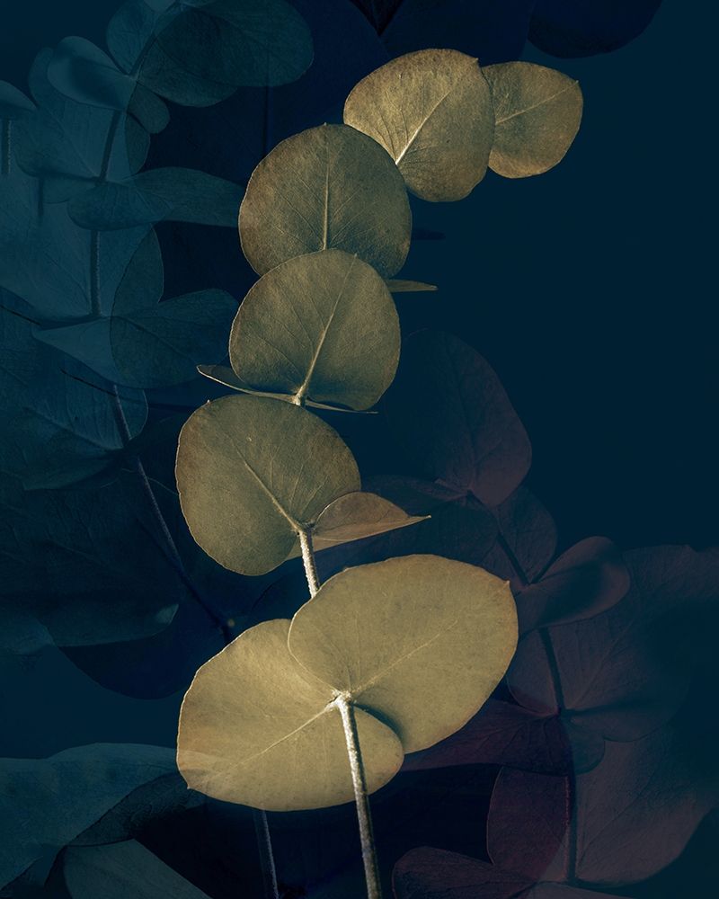 Dark Tropics I art print by Ian Winstanley for $57.95 CAD