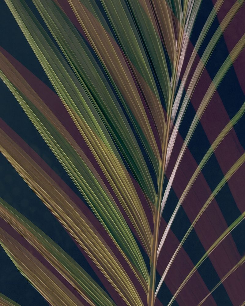 Dark Tropics II art print by Ian Winstanley for $57.95 CAD