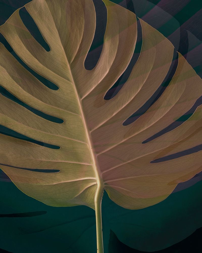 Dark Tropics III art print by Ian Winstanley for $57.95 CAD