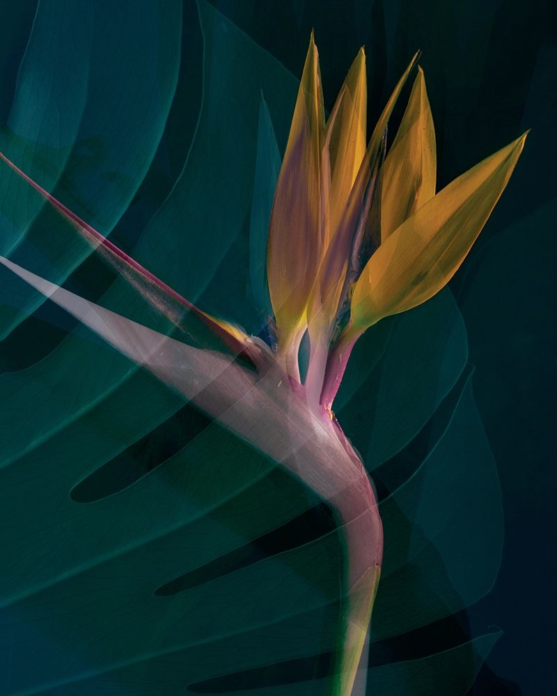 Dark Tropics IV art print by Ian Winstanley for $57.95 CAD
