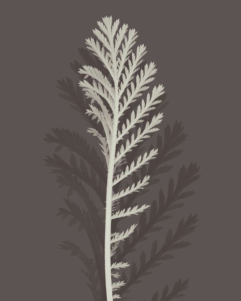 Stem Silhouette III art print by Ian Winstanley for $57.95 CAD